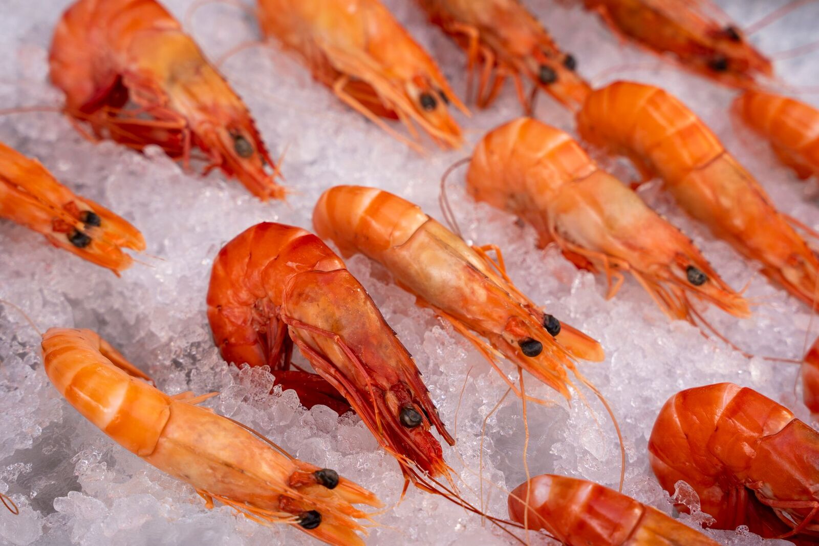 Fresh prawns on ice