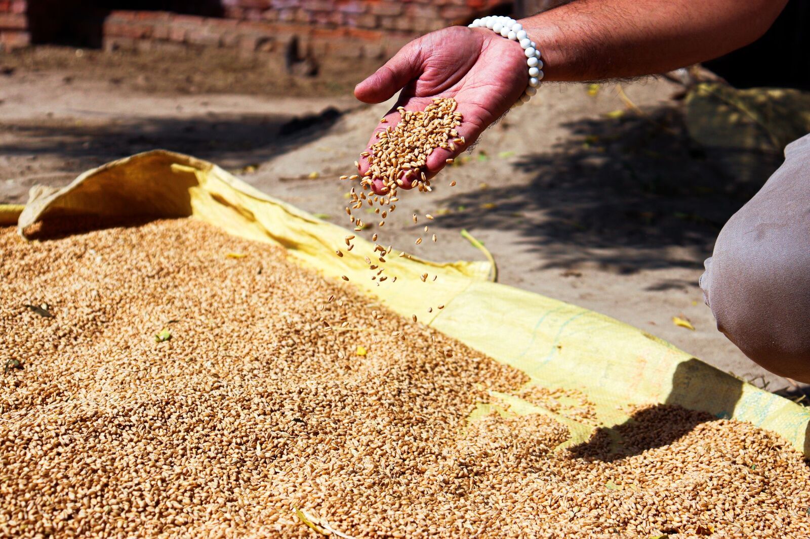 Grain being inspected by hand