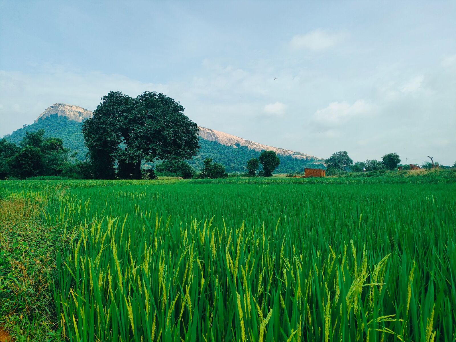 Paddy fields at origin