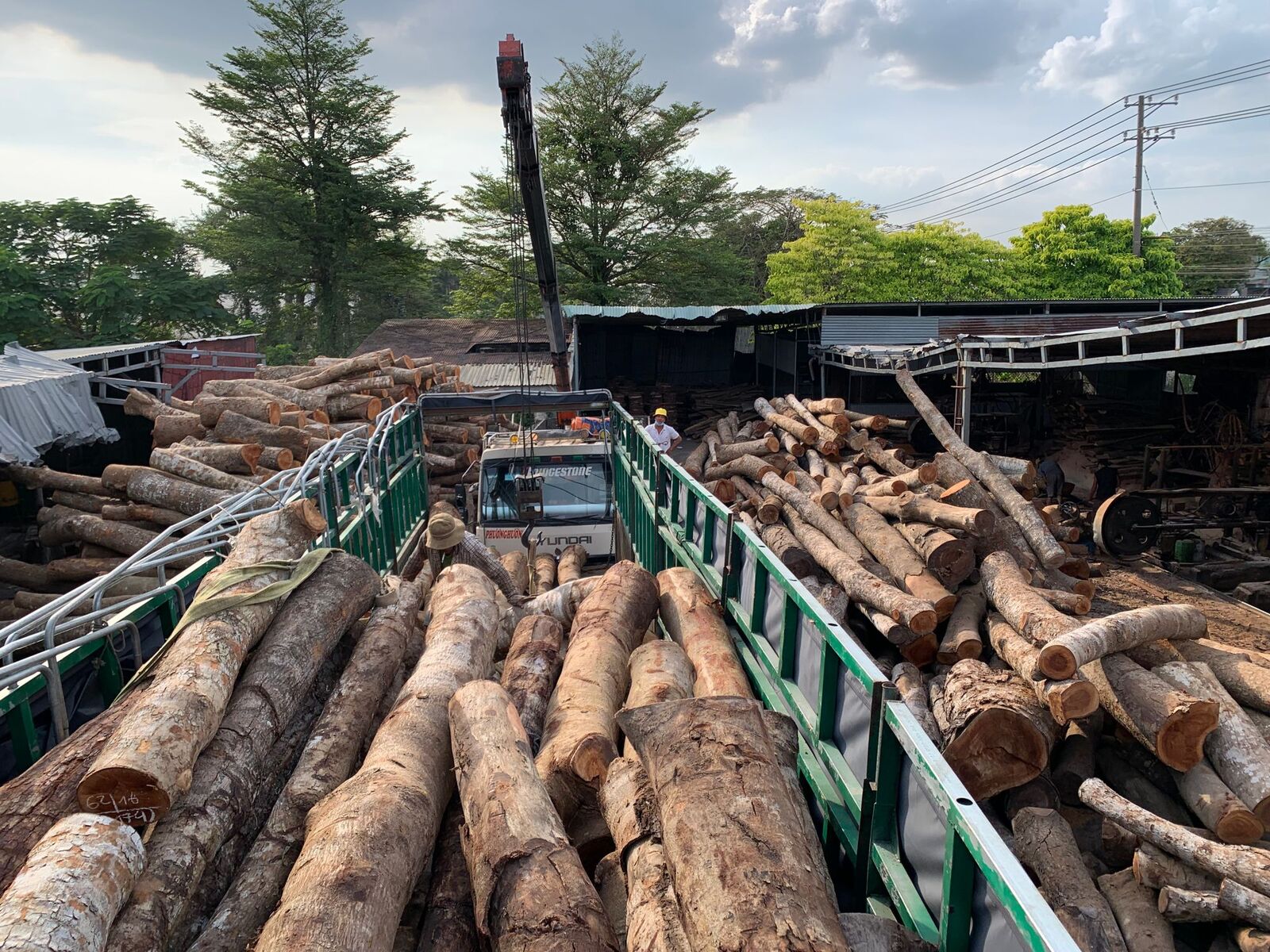 Hardwood logs stacked at a timber yard
